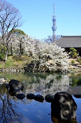 Japanese garden and Tokyo Sky Tree.