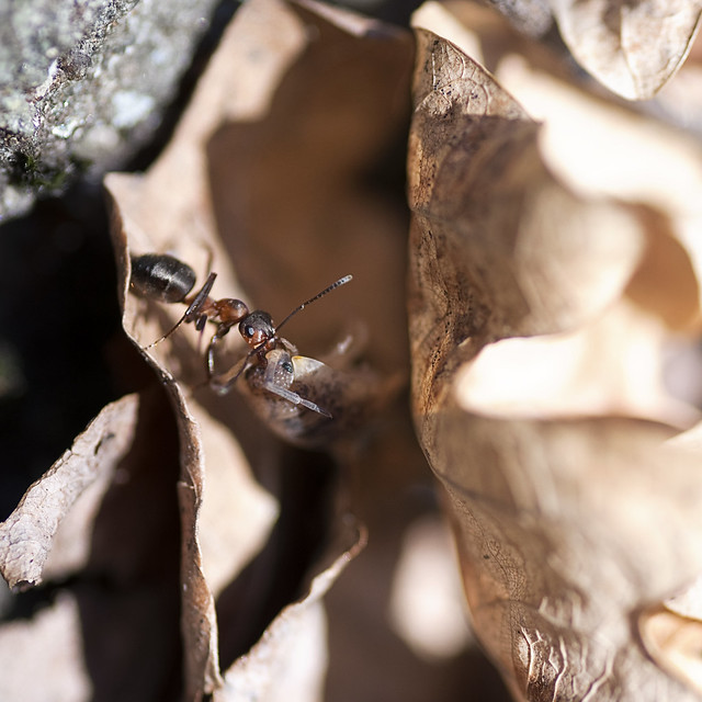 Ant with Isopod