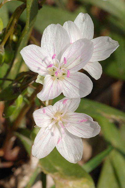 Silver Lake Park, in Highland, Illinois, USA - Claytonia virginica (white Spring Beauty) wildflower