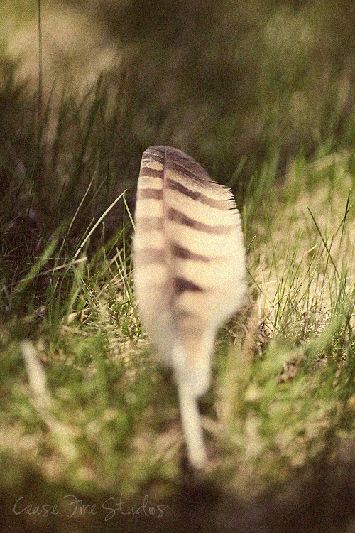 04-15-feather