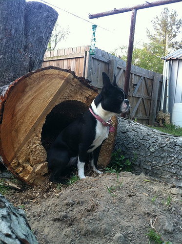 She was sitting with her butt in the hole of the log