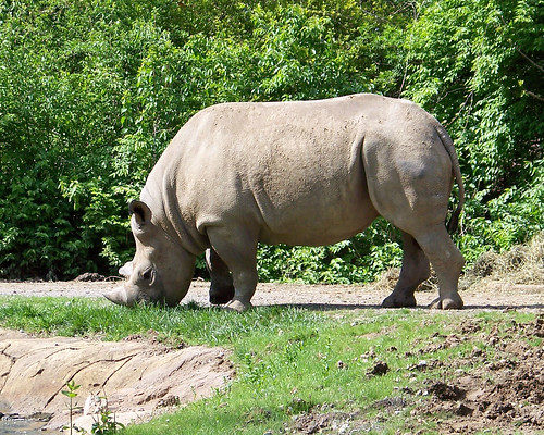 Zoo April 2011-rhino2