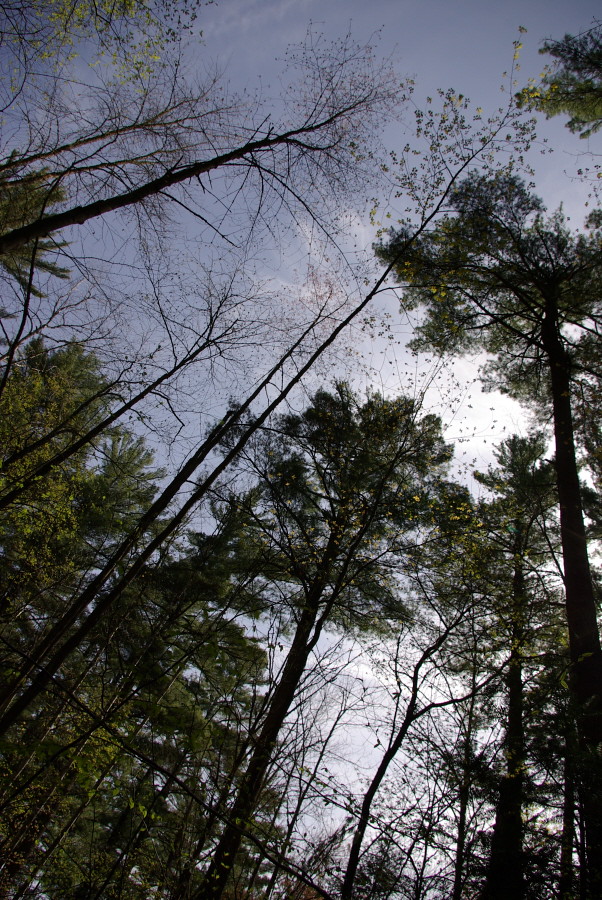 Tall Trees and Sky