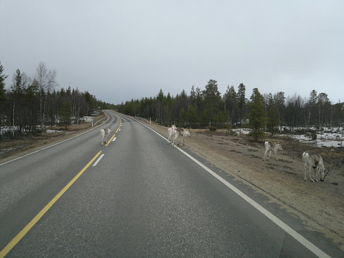 Warning, reindeer crossing