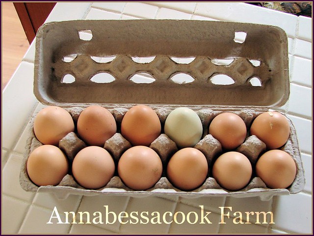 Annabessacook Farm Eggs