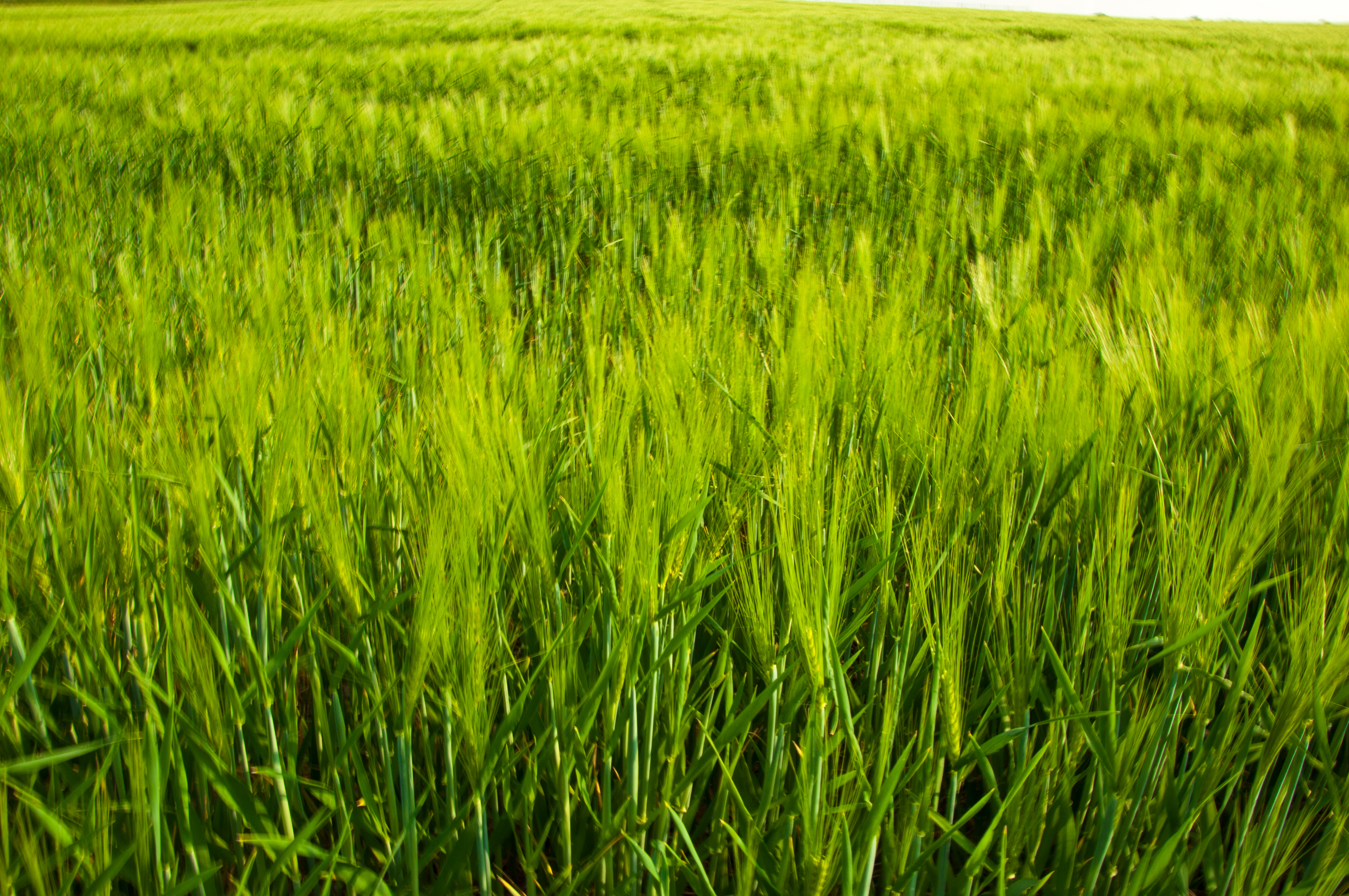 Green Wheat Farm