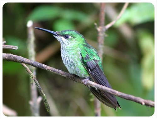 Green hummingbird in Monteverde