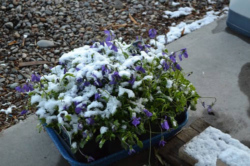 corsican violets and snow