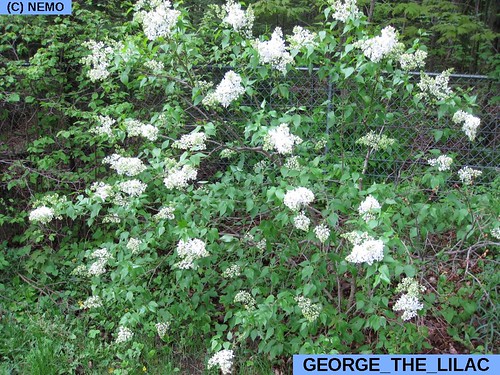george_the_lilac