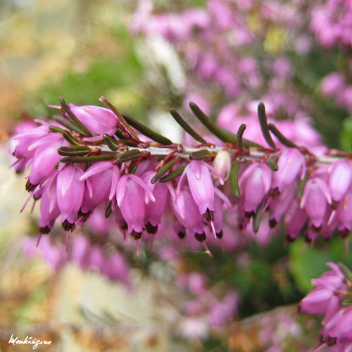 Springwood Pink Heaths - Bruyère