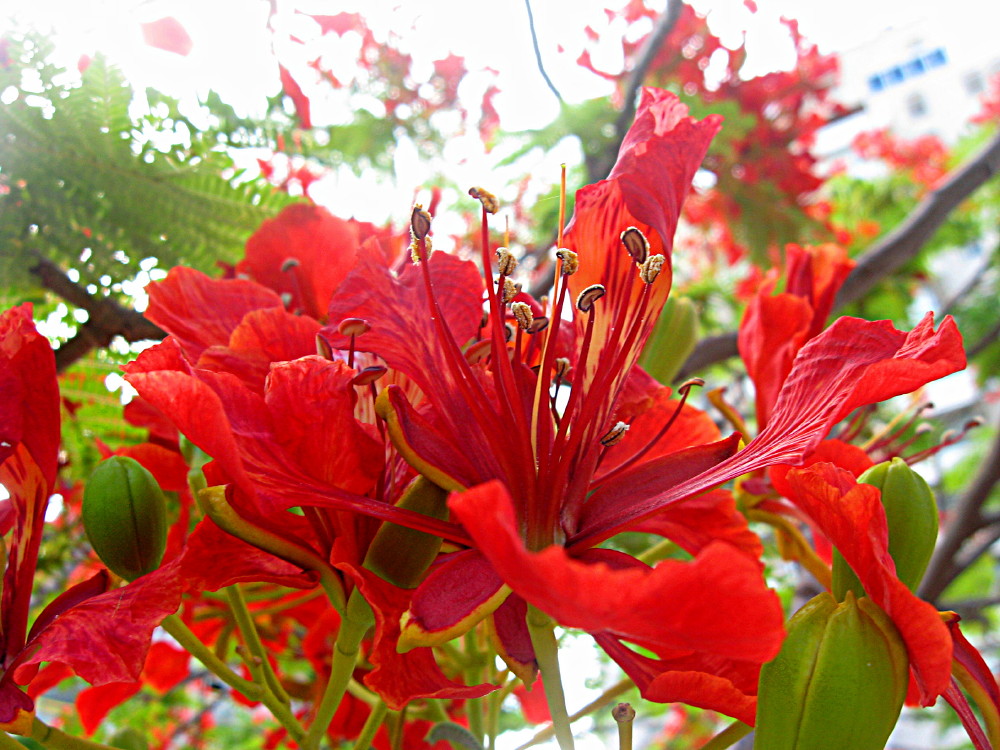 17-06-2011-flame-tree-flower