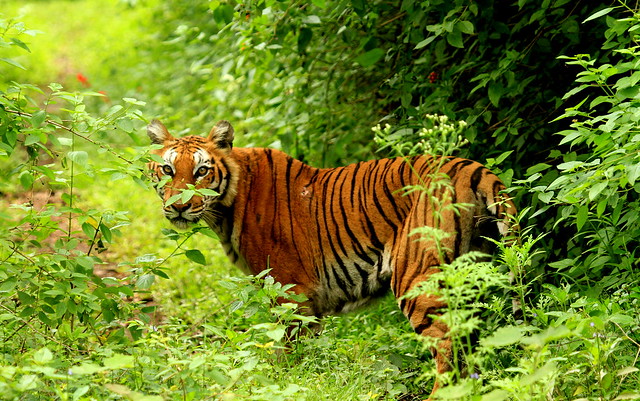 Tiger in its habitat