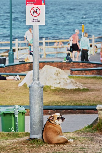 twoguineapigs pet photography decisive moment of a bulldog by bronte beach under the dogs are prohibited council sign