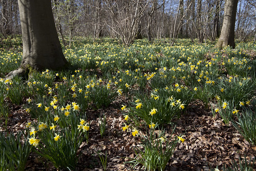 Wild Daffodils (Narcissus pseudonarcissus)