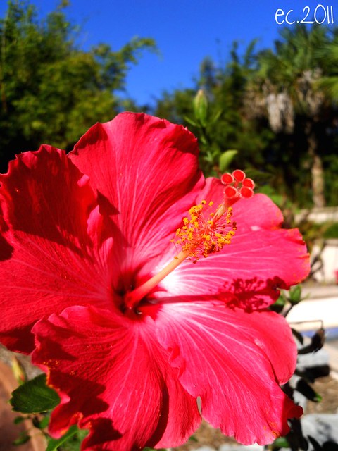 Florida Flower