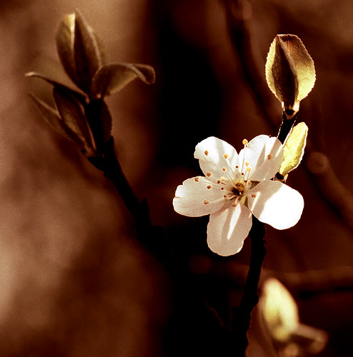 Apple Blossoms in copper