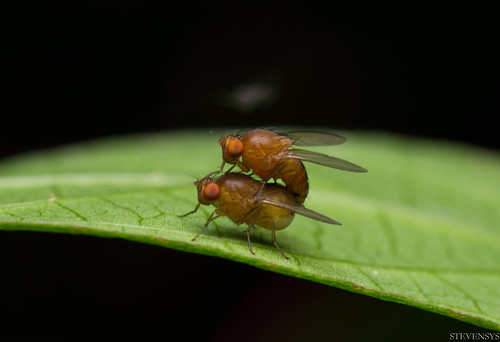Fruit Fly - Mating