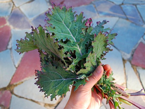 Red Russian Kale 2