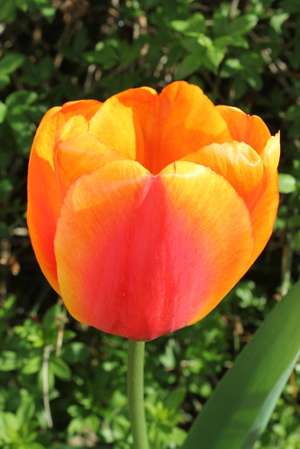 Tulip. Colours Painted On.
