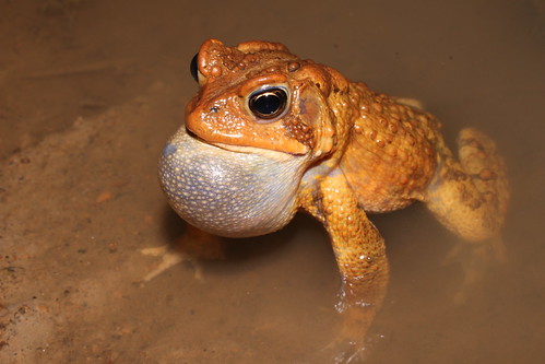 Anaxyrus americanus (American toad) calling