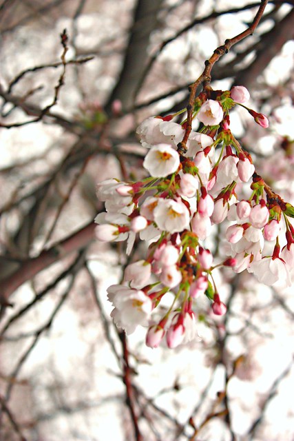 April plantings in Central Parki 064