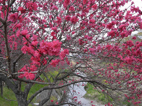 春の花々＠明日香村-35