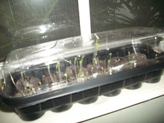 lettuce sprouts