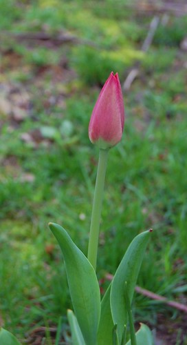 Lone red tulip