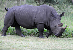 Moja, Male White Rhino, Ziwa Rhino Sanctuary, Uganda
