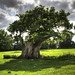 Oak Tree , Middle Claydon