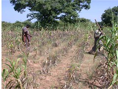 Striga infestation in maize field