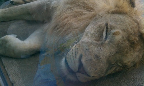 You can really get up close to the lions, too