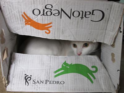 white cat inside a "black cat" box :D