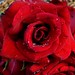 ROSAS - ROSES - FLORES - FLEURS - FLOWERS - FIORI - BLOEMEN - BLÁTHANNA - КВІТИ - Fotos: Rê Sarmento