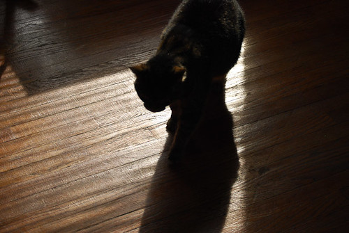 Creative Photography a Meditation - Cat on a hardwood floor
