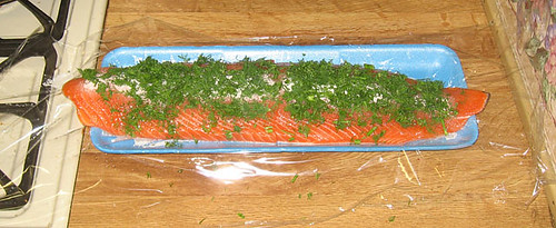 Gravlax in progress, topped with dill