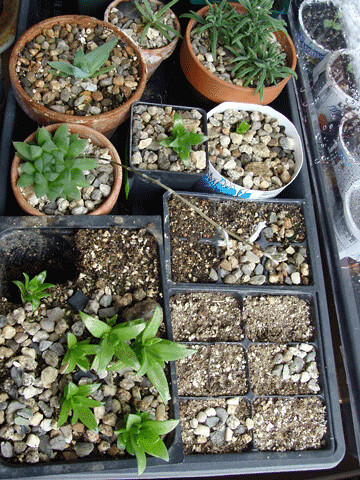 baby-plants-2