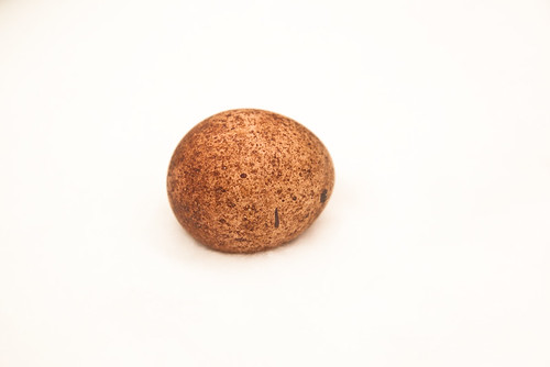 Peregrine falcon egg