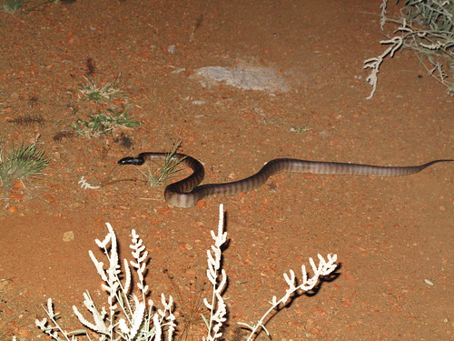 Oxyuranus microlepidotus, Inland Taipan (Fierce Snake)