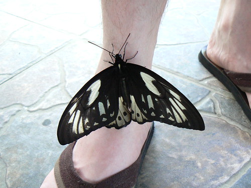 Butterfly and Martien's foot