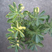 Adenium Bonsai Plant 5