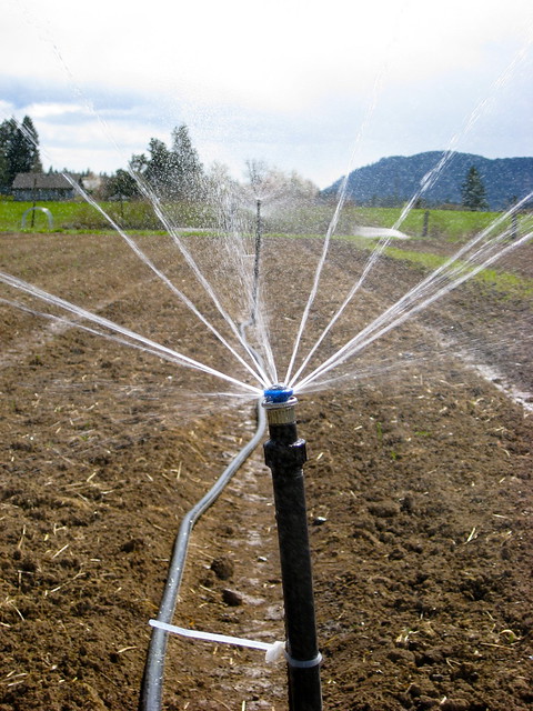 Irrigation Line 02