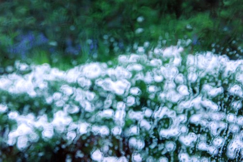 White and blue Spring flowers in the rain, Lake City Way, Seattle, Washington, USA by Wonderlane