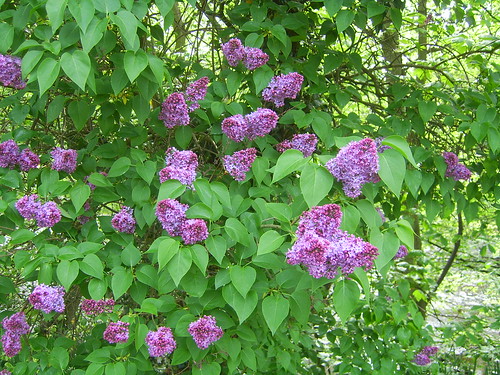 230411 Lilac Tree