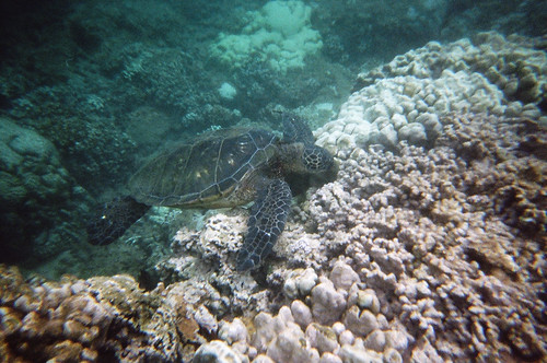 Sea Turtle at Honokeana Bay (2)
