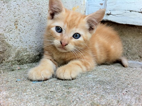 Kitten!