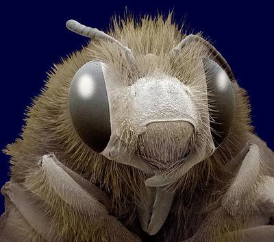 insect-close-up