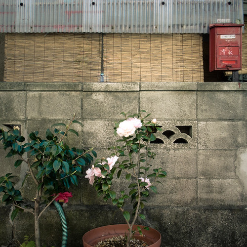 Mailbox Rose