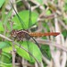 Dragon Fly of Costa Rica