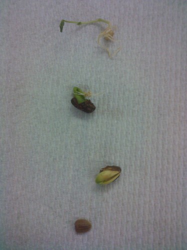 Seed growth